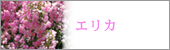 エリカ