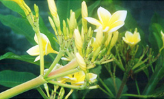 フランジパーニの花